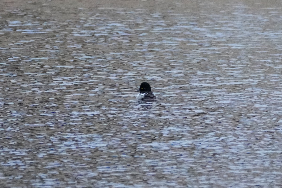 Common Goldeneye x Hooded Merganser (hybrid) - ML633625431