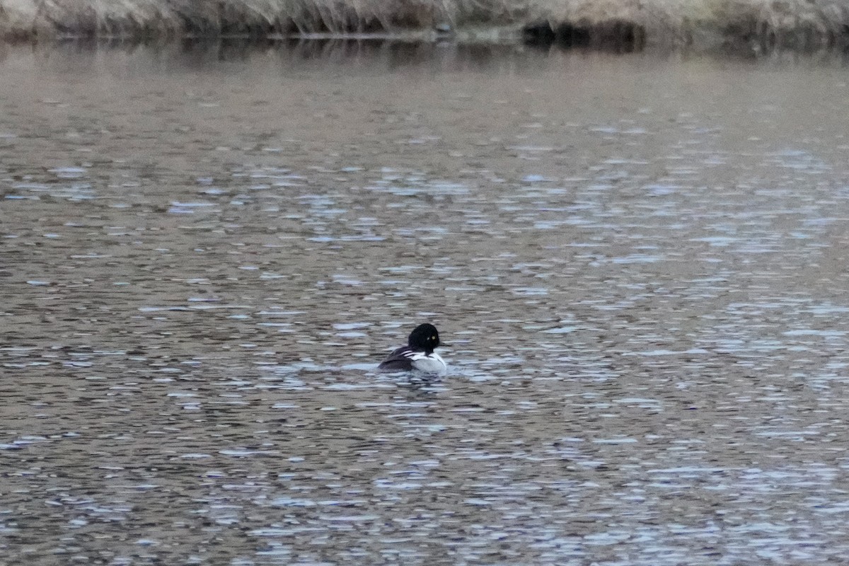 Common Goldeneye x Hooded Merganser (hybrid) - ML633625432
