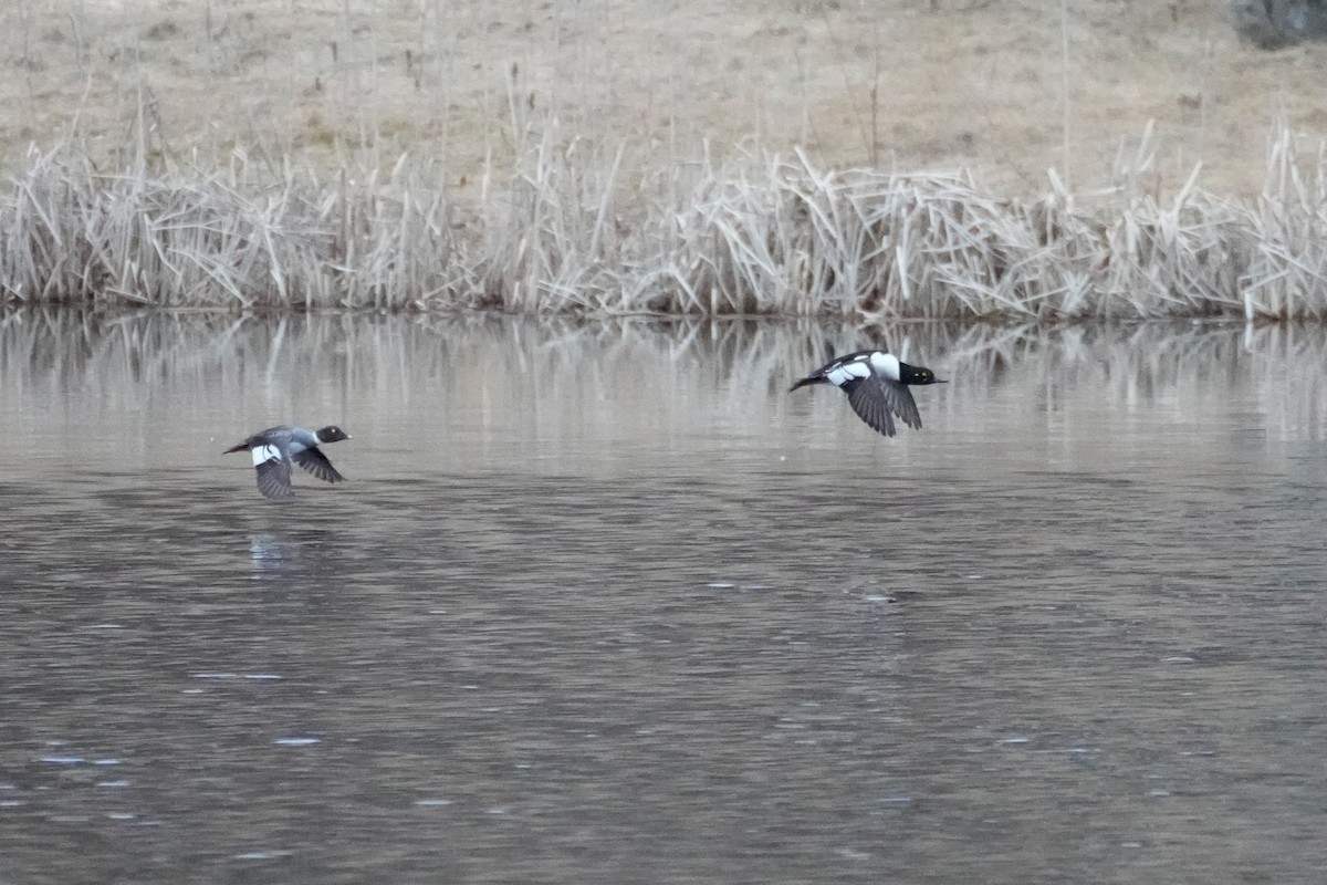 Common Goldeneye x Hooded Merganser (hybrid) - ML633625433