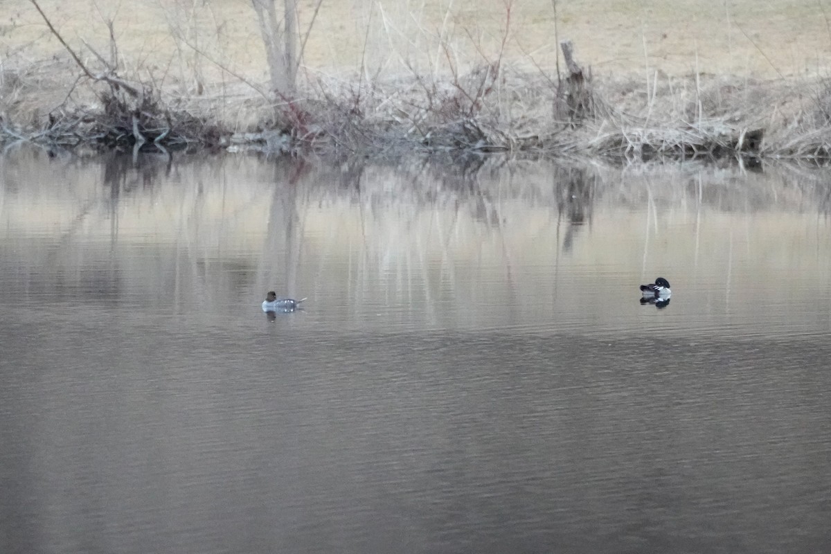 Common Goldeneye x Hooded Merganser (hybrid) - ML633625434