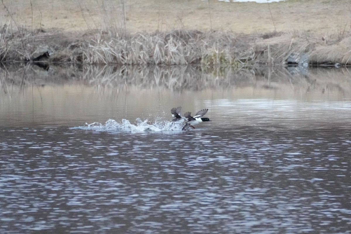 Common Goldeneye x Hooded Merganser (hybrid) - ML633625435