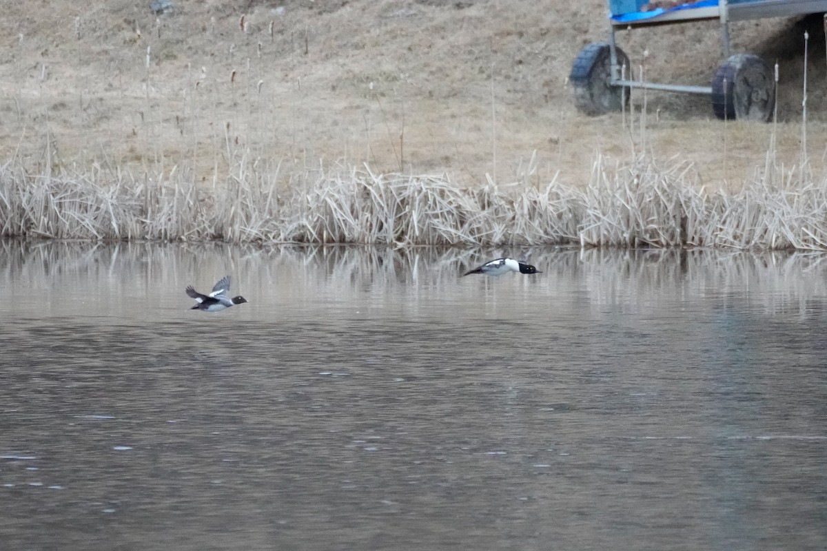 Common Goldeneye x Hooded Merganser (hybrid) - ML633625436