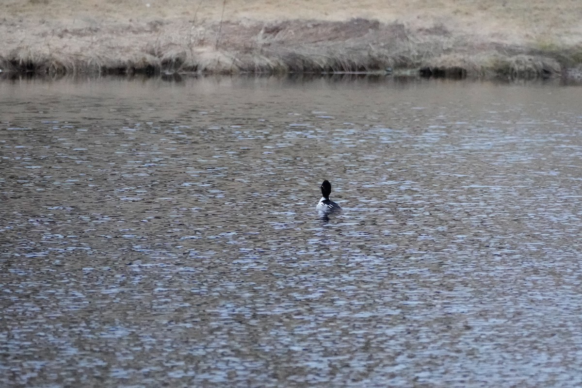 Common Goldeneye x Hooded Merganser (hybrid) - ML633625437
