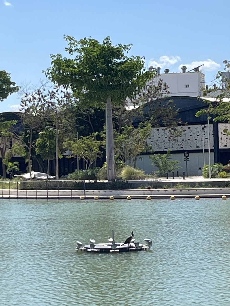 Double-crested Cormorant - ML633625492