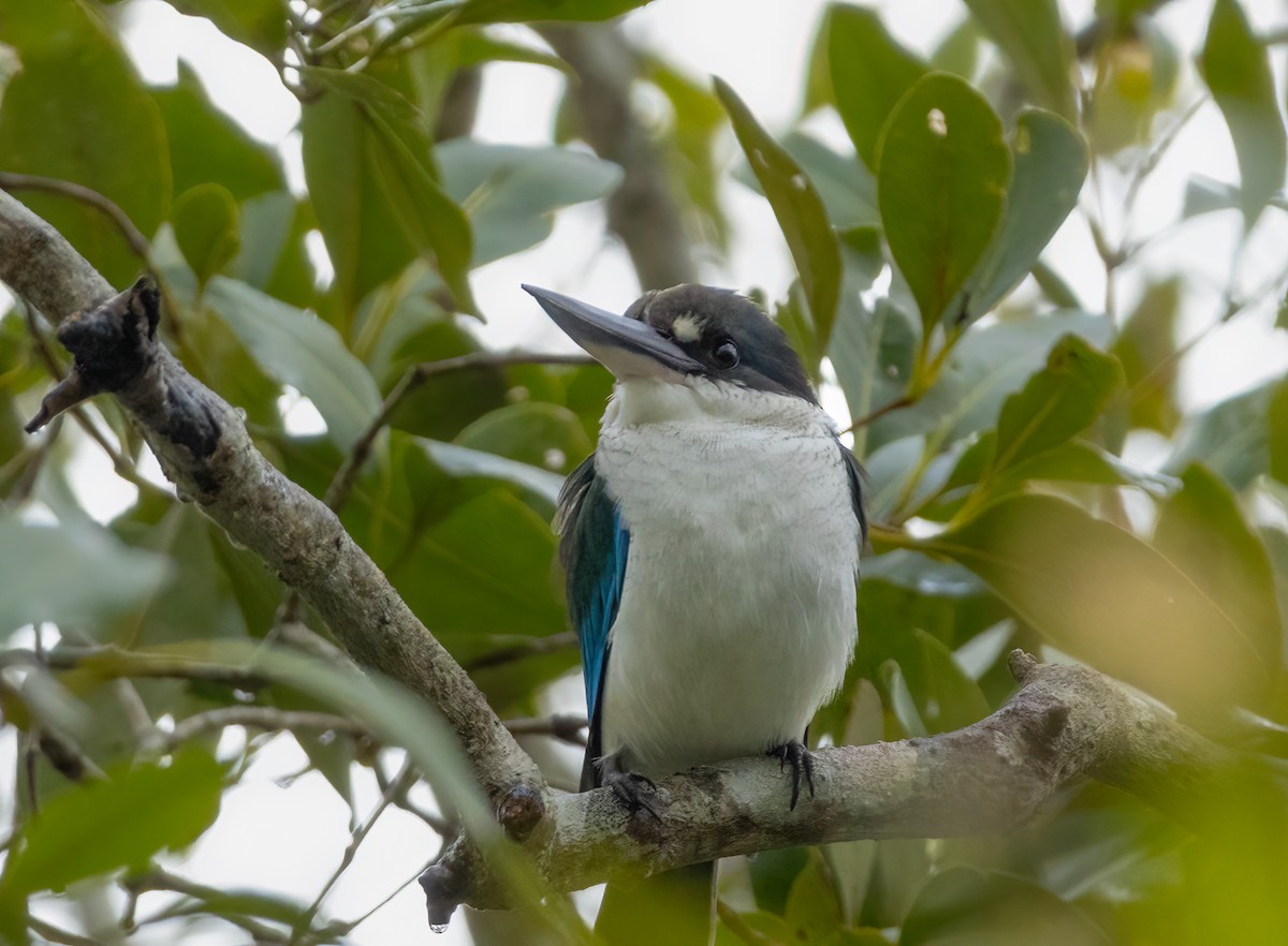 Torresian Kingfisher - ML633625581