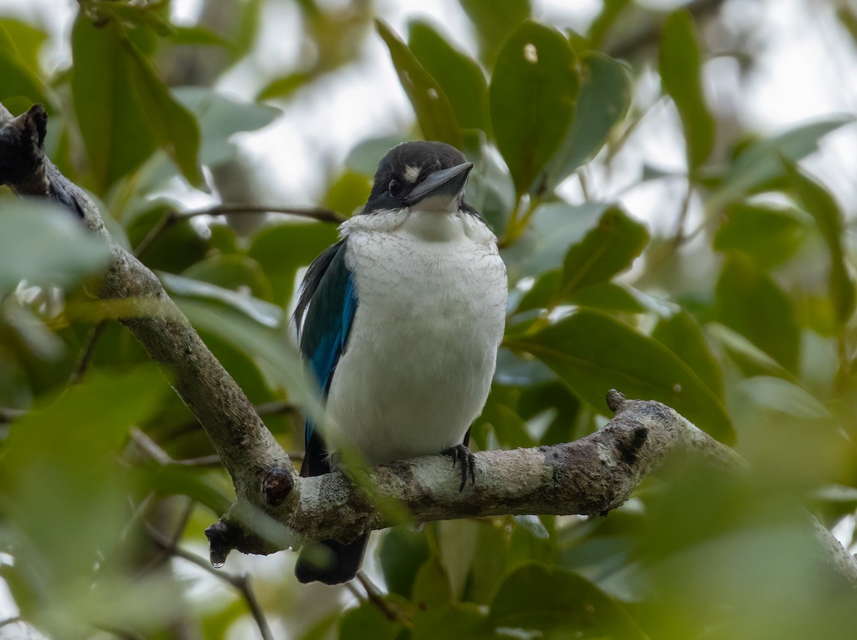 Torresian Kingfisher - ML633625582