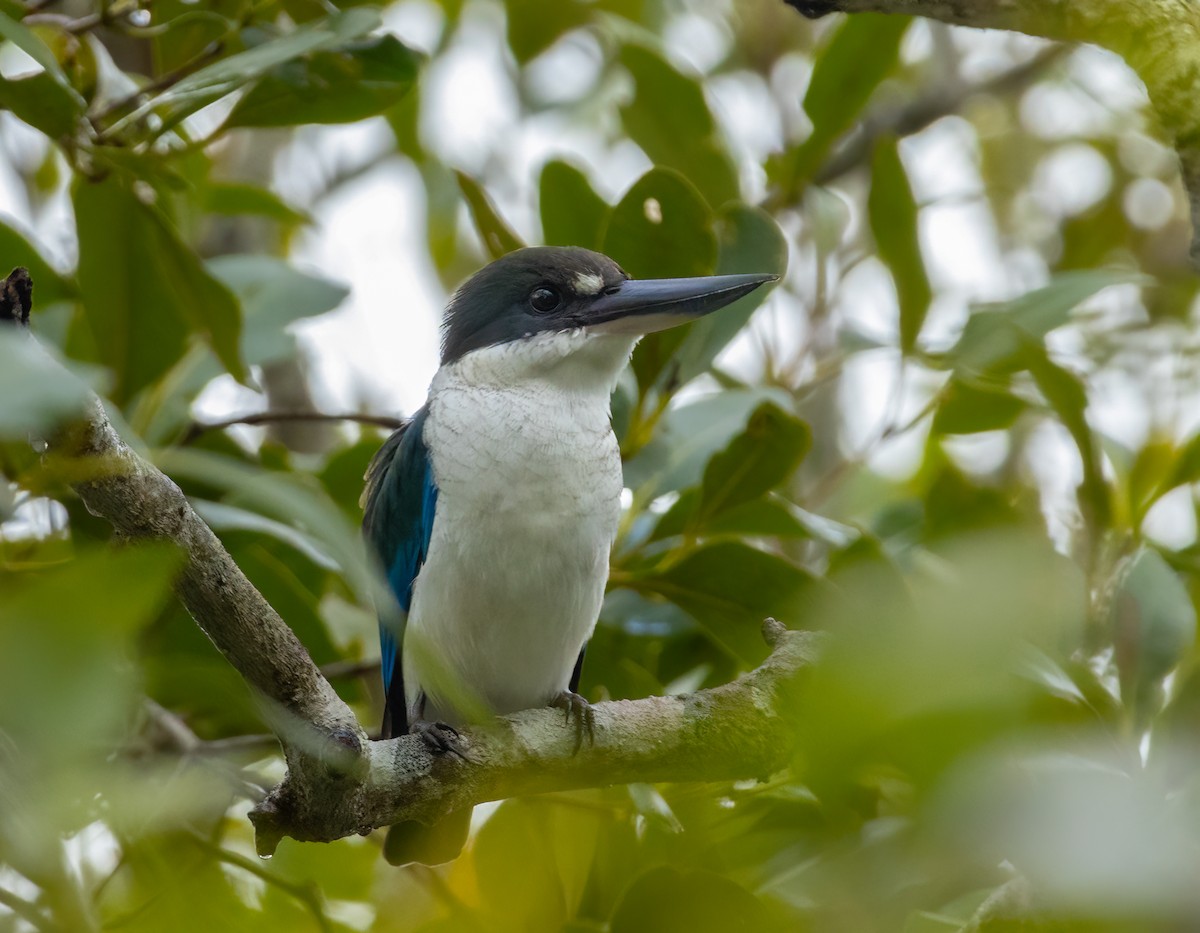 Torresian Kingfisher - ML633625583