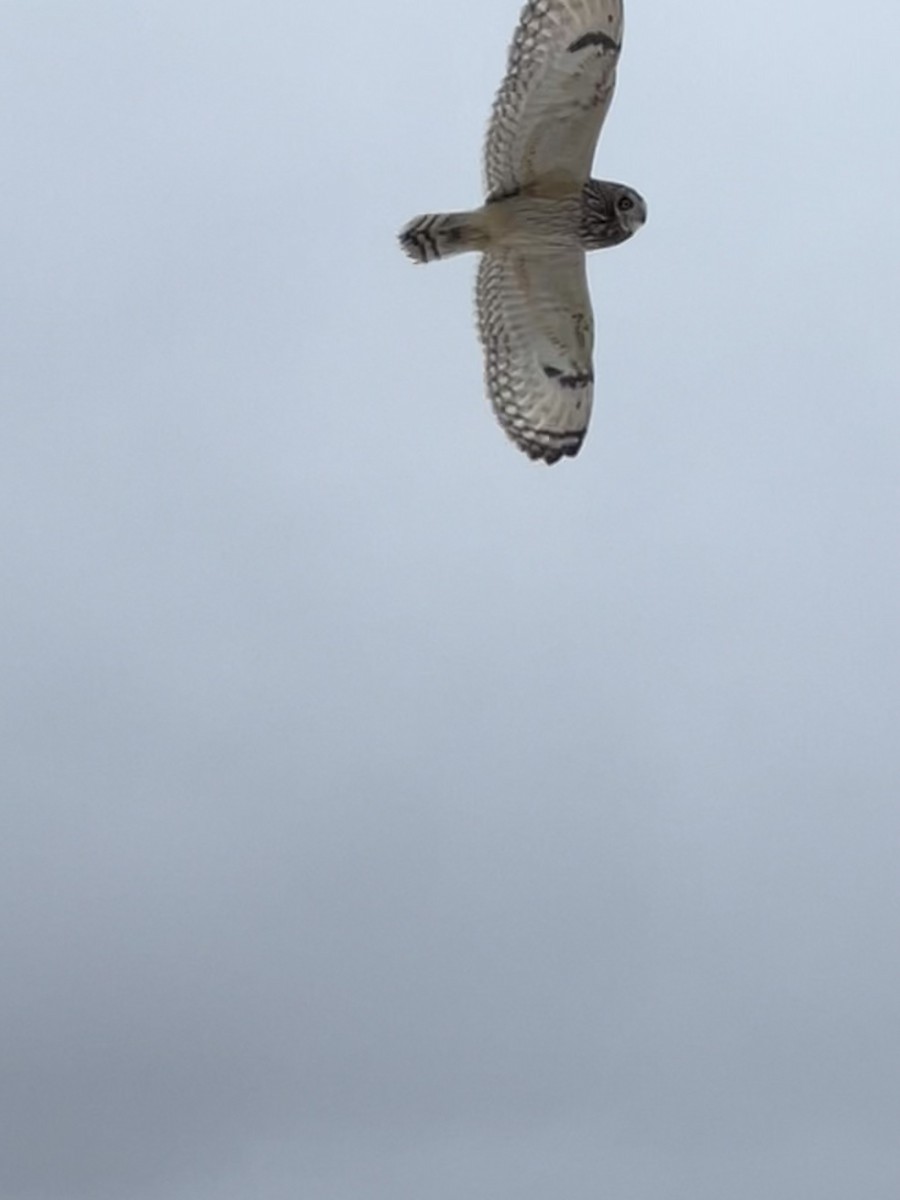eBird Checklist - 12 Apr 2025 - Appalachian National Scenic Trail ...