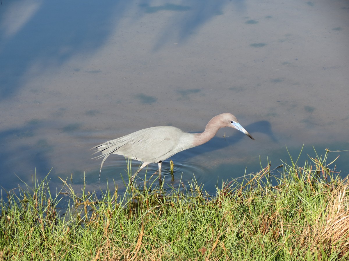 Little Blue Heron - ML633625673