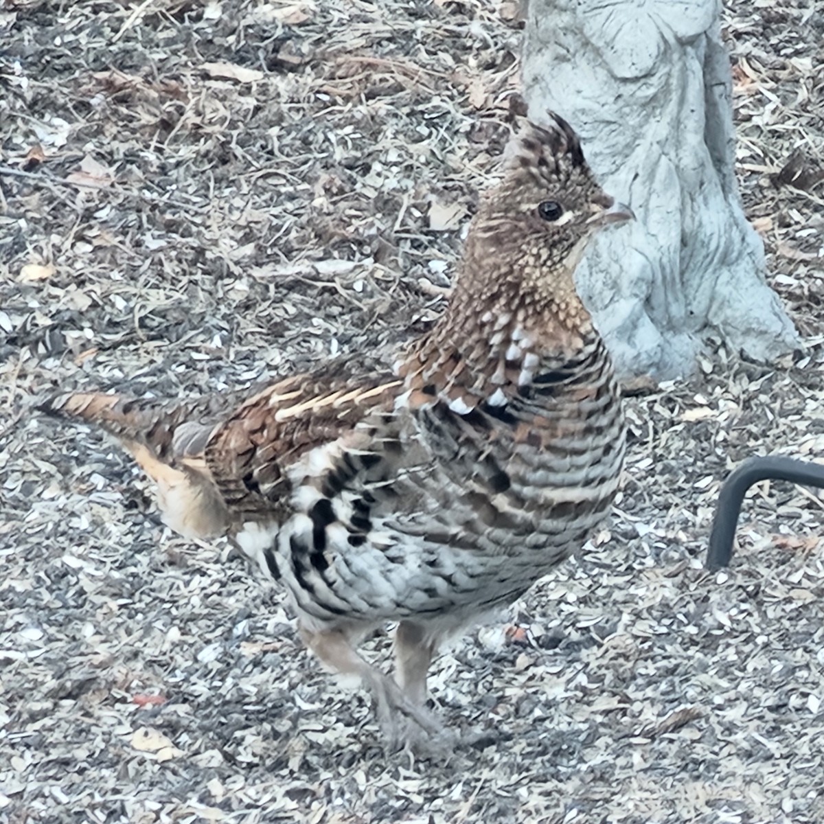 Ruffed Grouse - ML633625714