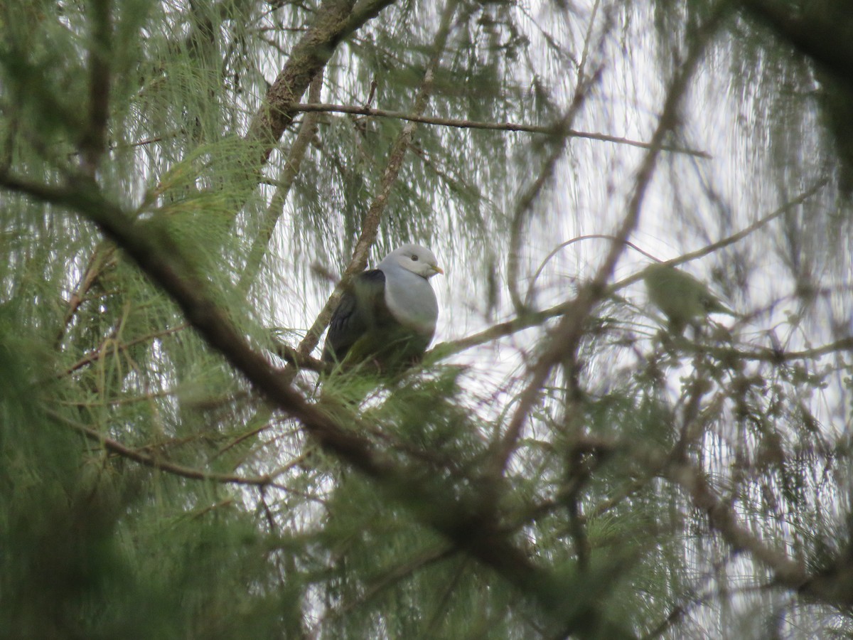 Black-backed Fruit-Dove - ML633625717