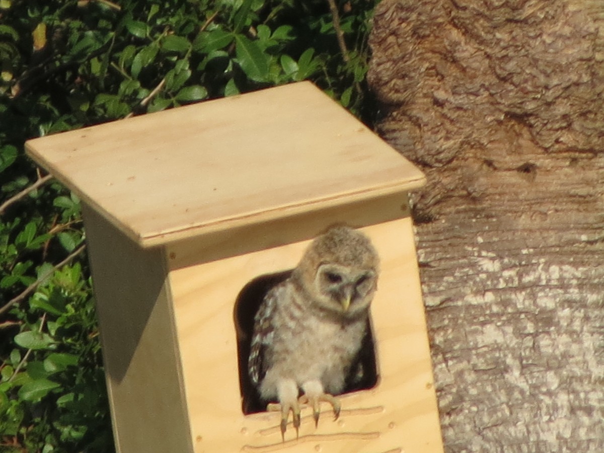 Barred Owl - ML633625728