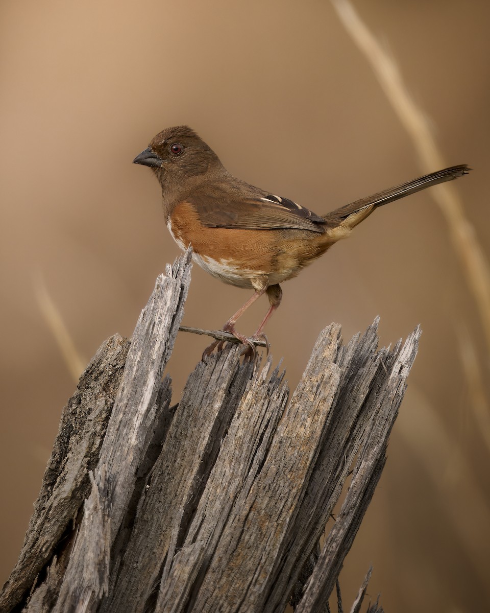Eastern Towhee - Corby Amos