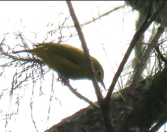 Lemon-bellied White-eye - ML633625931