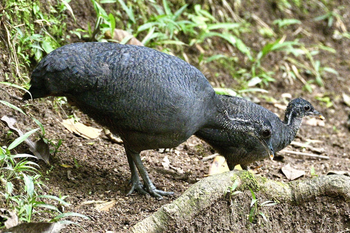 Gray Tinamou - ML633625933