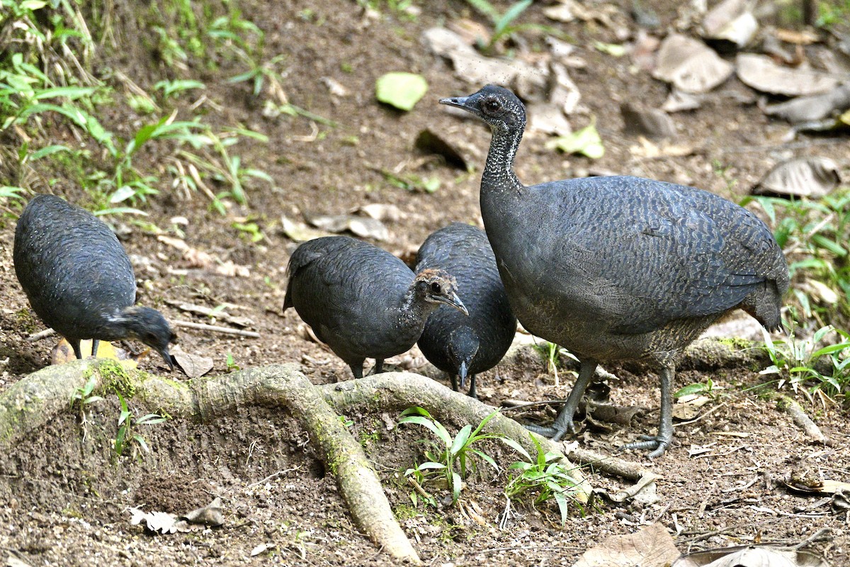 Gray Tinamou - ML633625934