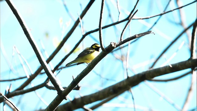hetteparula - ML633625994