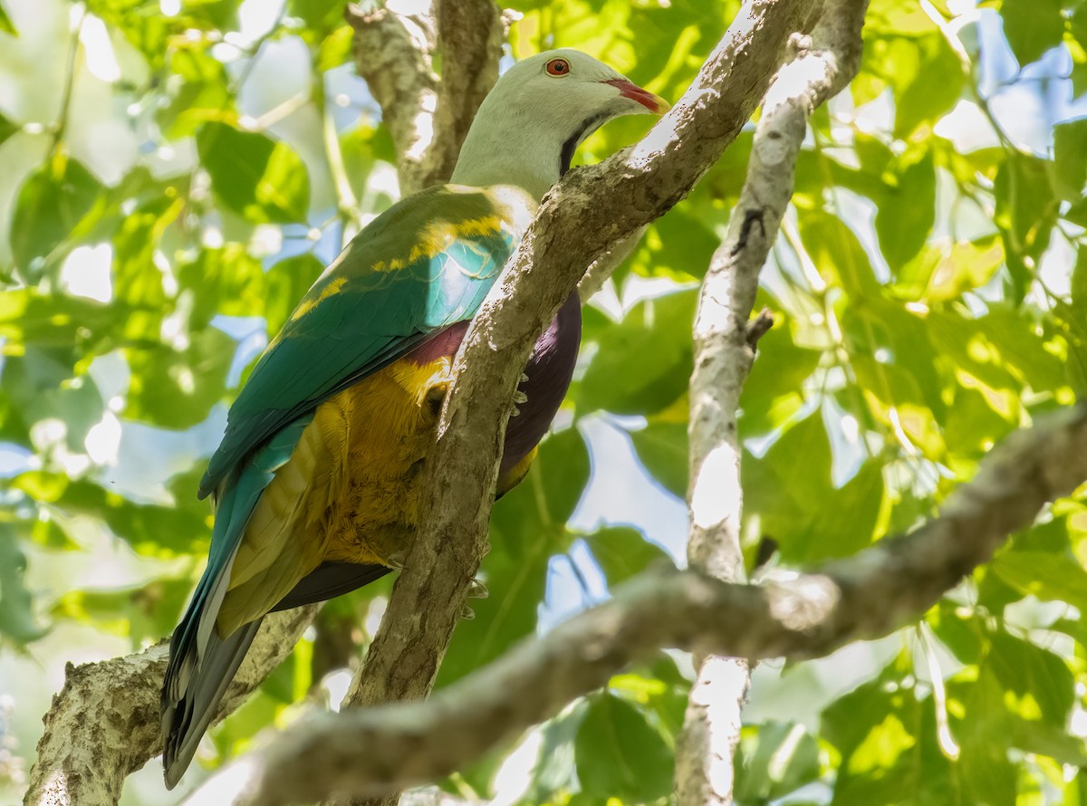 Wompoo Fruit-Dove - ML633626068