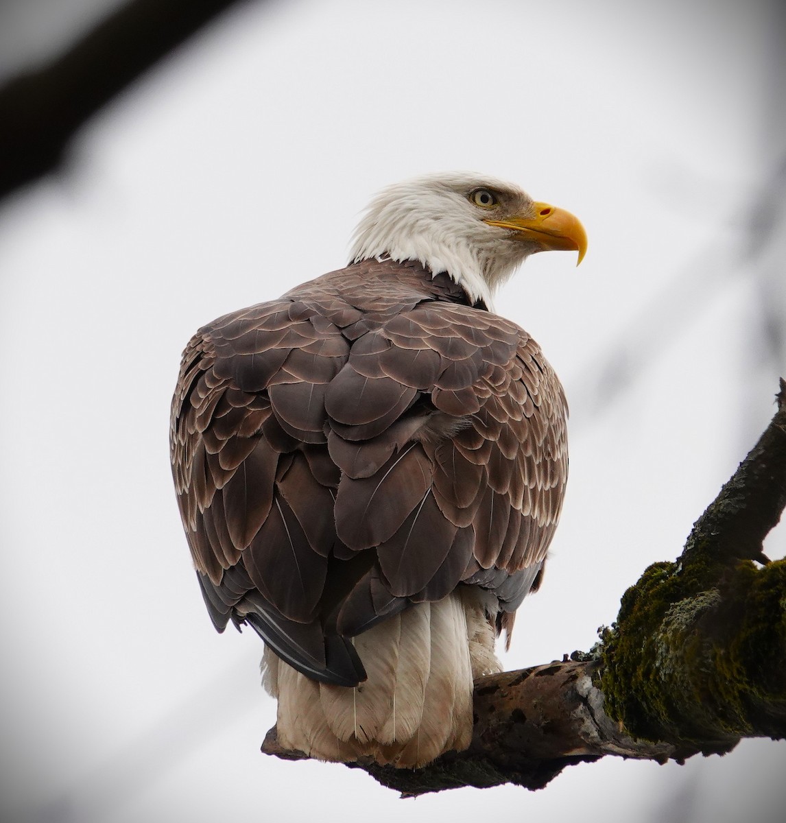 Bald Eagle - ML633626294