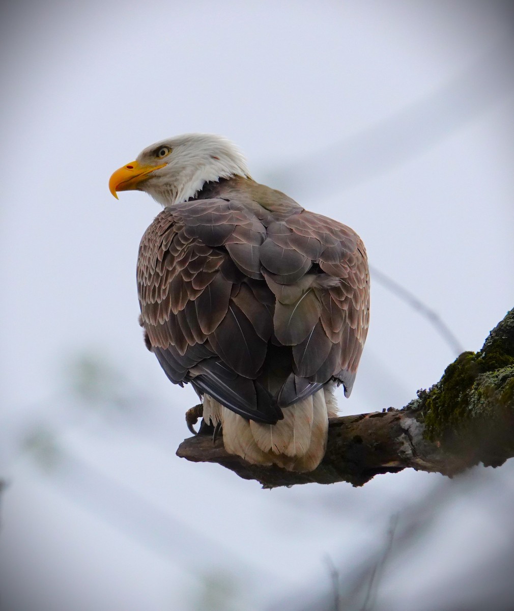 Bald Eagle - ML633626295