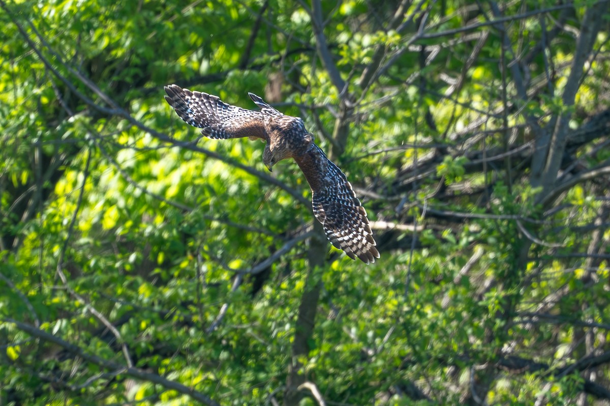 Red-shouldered Hawk - ML633626354