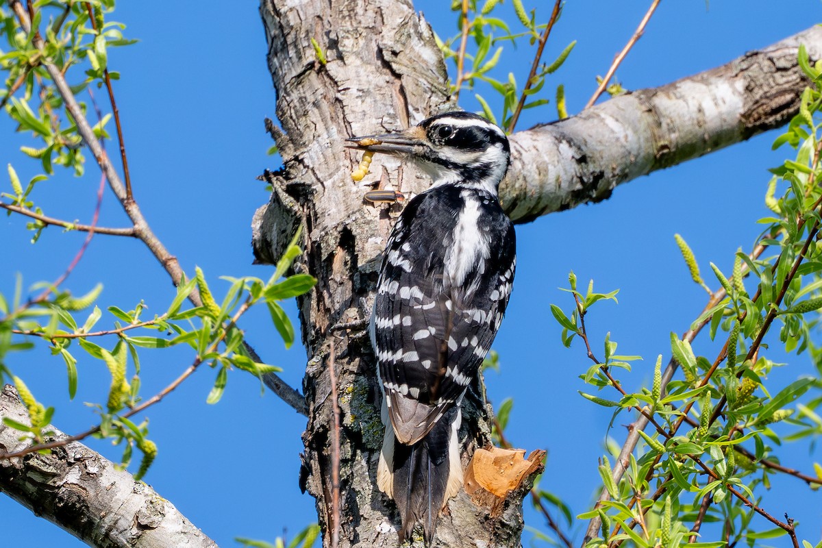 Hairy Woodpecker - ML633626361