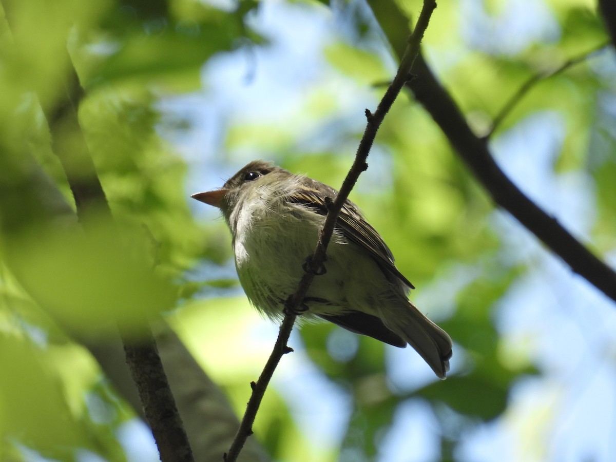 Acadian Flycatcher - ML633626421