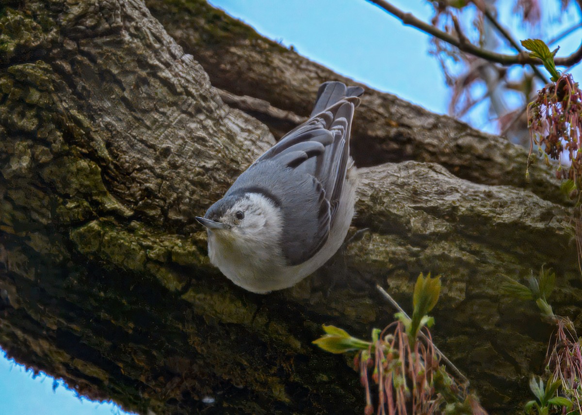 White-breasted Nuthatch - ML633626431