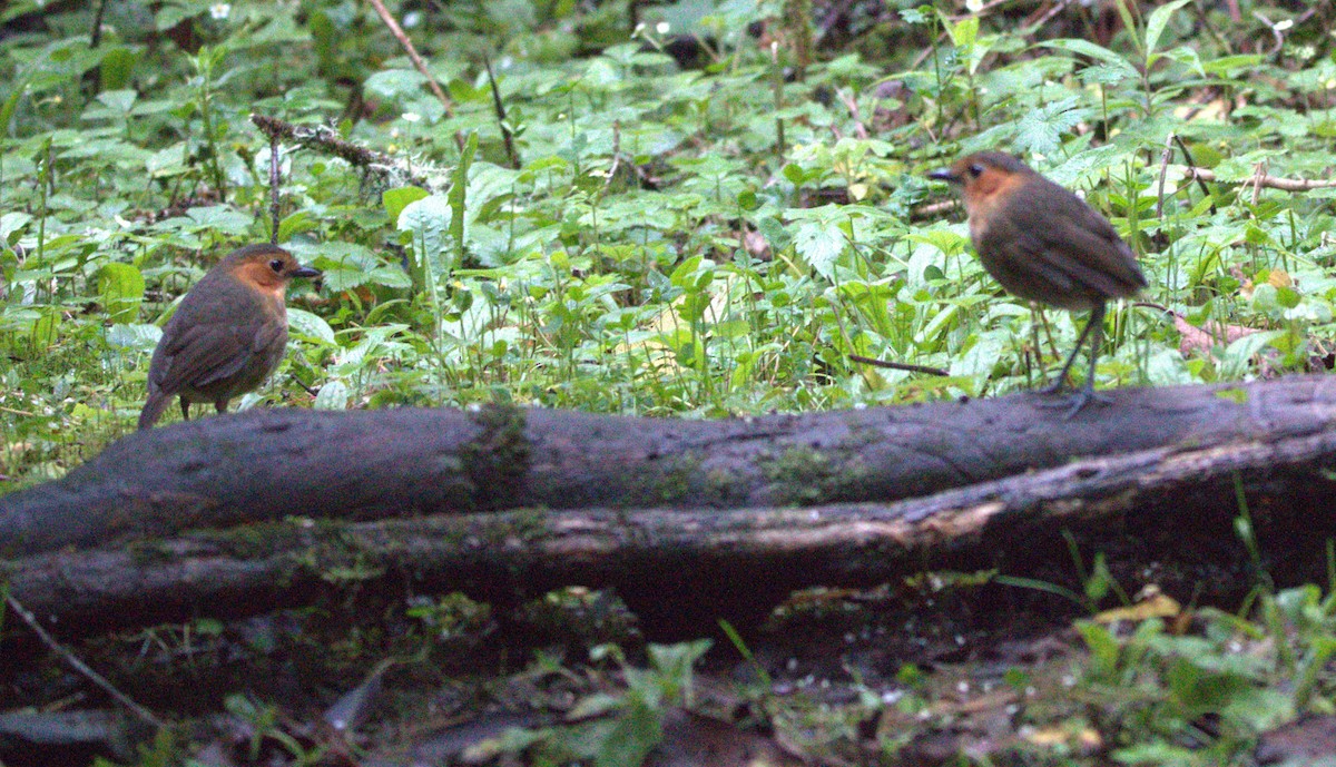 Rufous-faced Antpitta - ML633626483