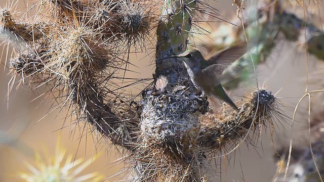 Costa's Hummingbird - ML633626571