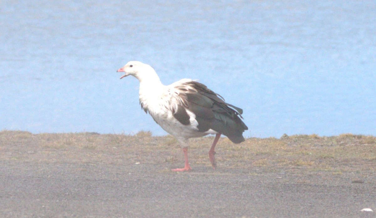 Andean Goose - ML633626609