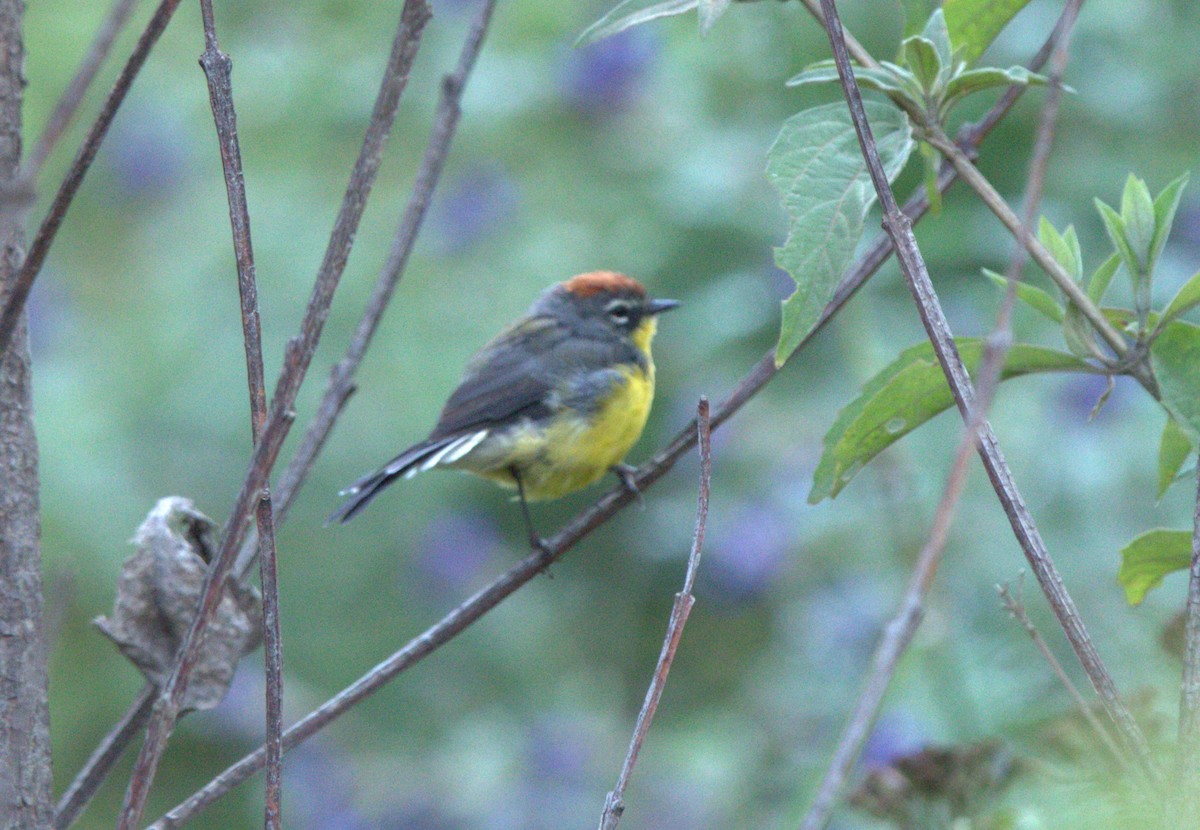 Brown-capped Redstart - ML633626677