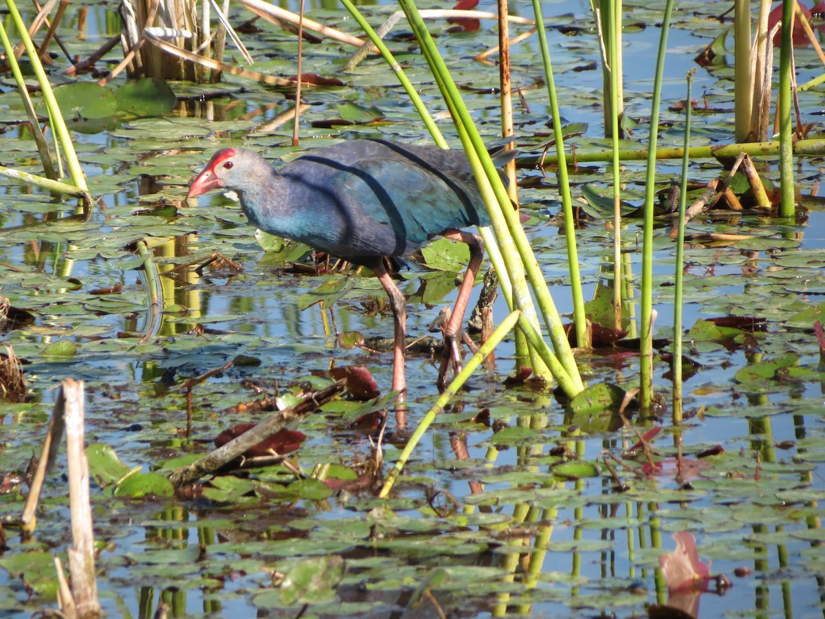 Gray-headed Swamphen - ML633626818