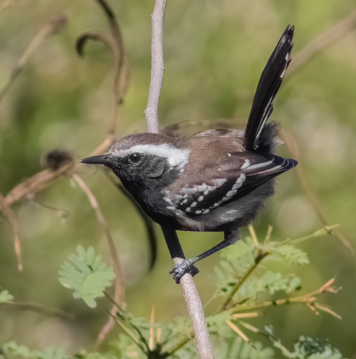 Black-bellied Antwren - ML633626824