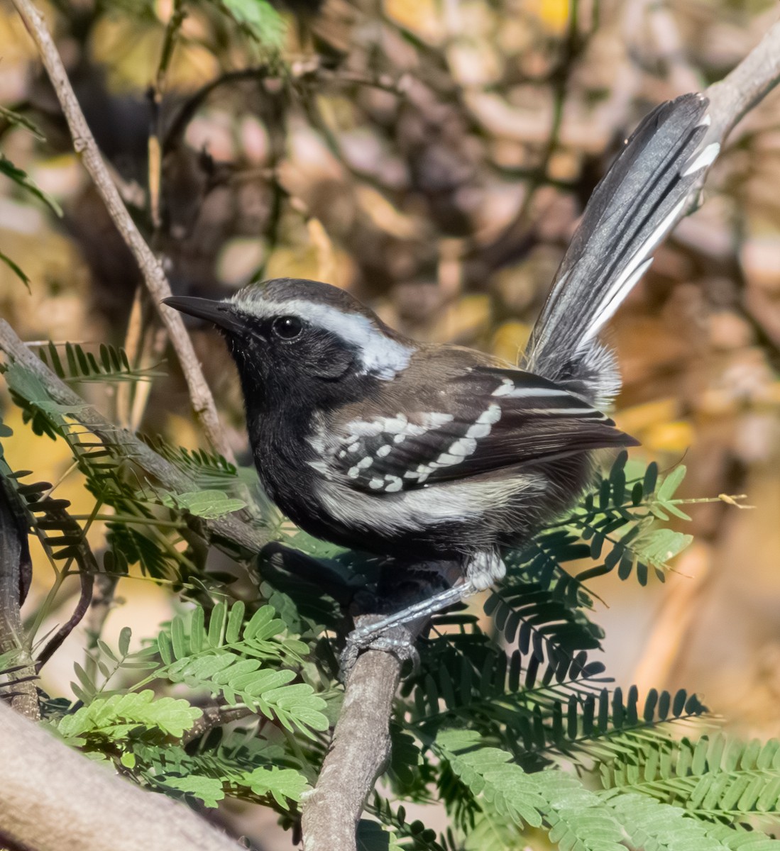 Black-bellied Antwren - ML633626825