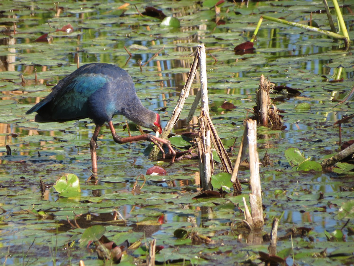 Gray-headed Swamphen - ML633626832
