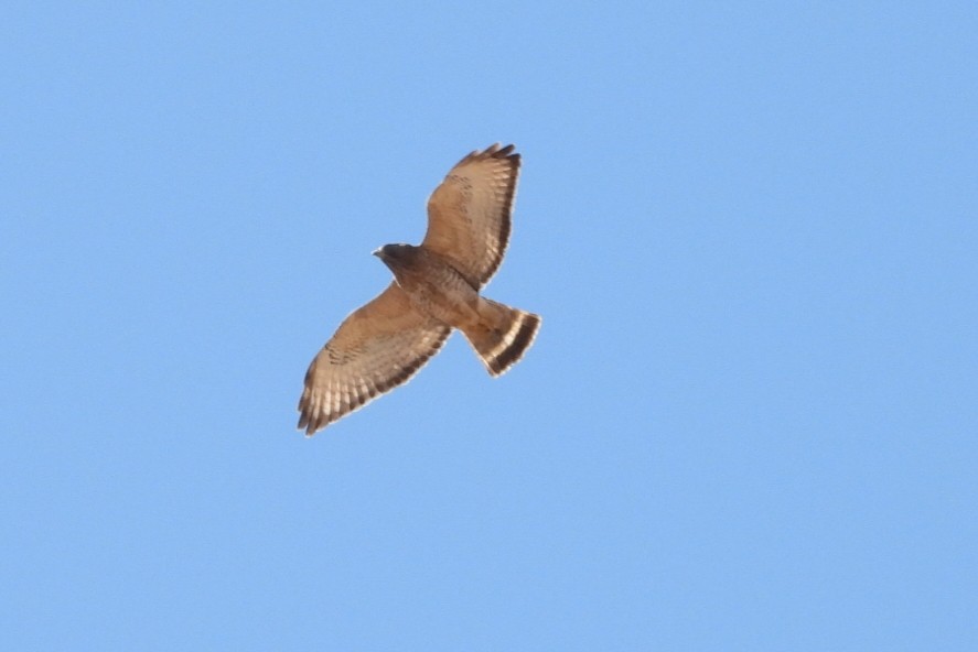 Broad-winged Hawk - ML633627021