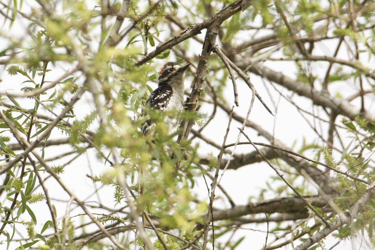 Downy x Nuttall's Woodpecker (hybrid) - ML633627141