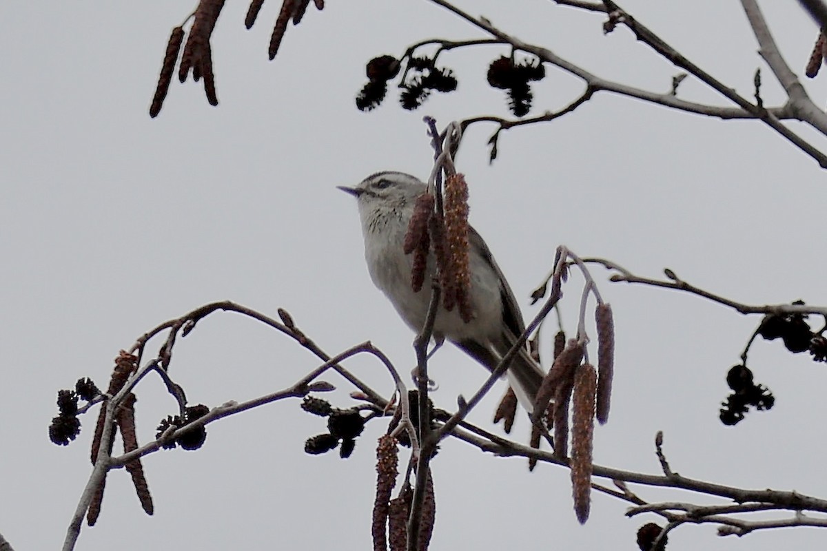 Golden-crowned Kinglet - ML633627250