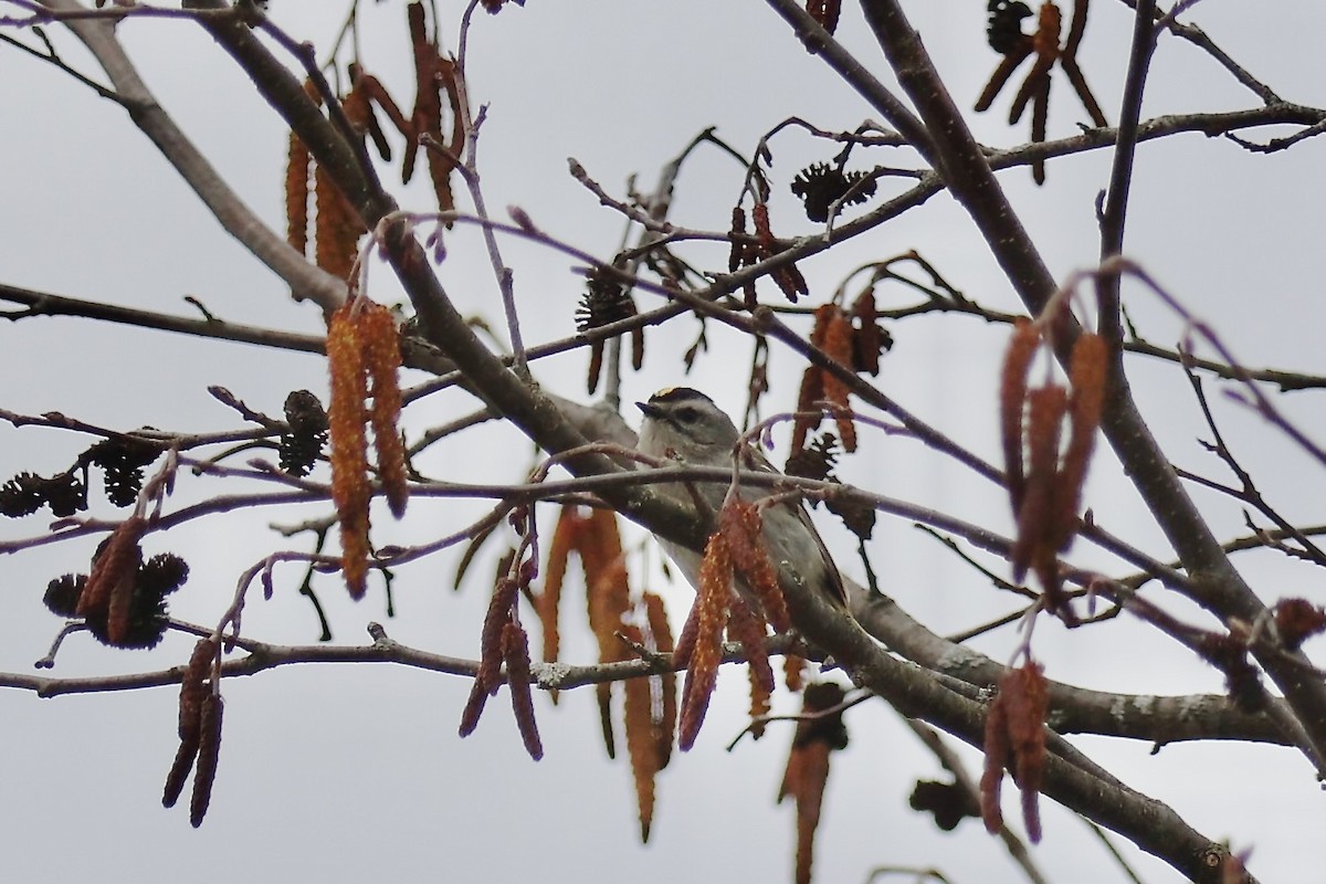 Golden-crowned Kinglet - ML633627251