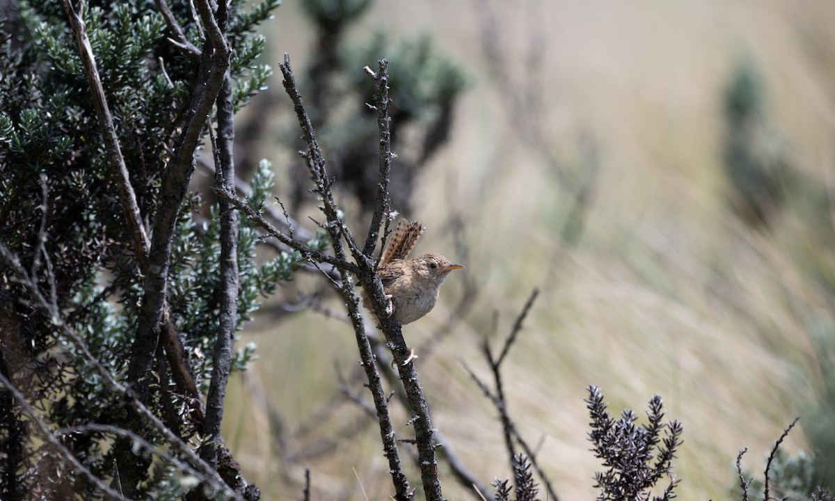 Grass Wren (Paramo) - ML633627271