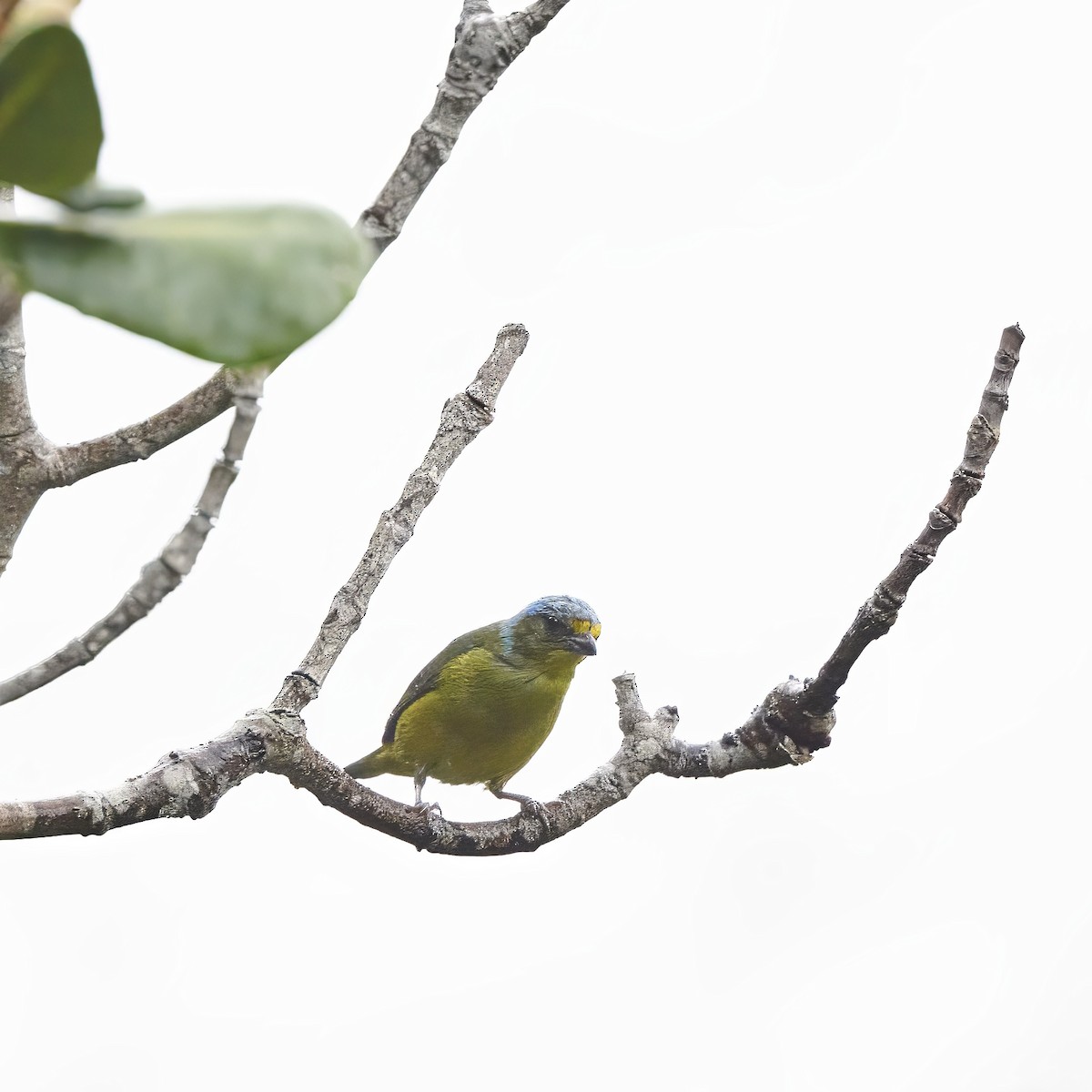Puerto Rican Euphonia - ML633627397