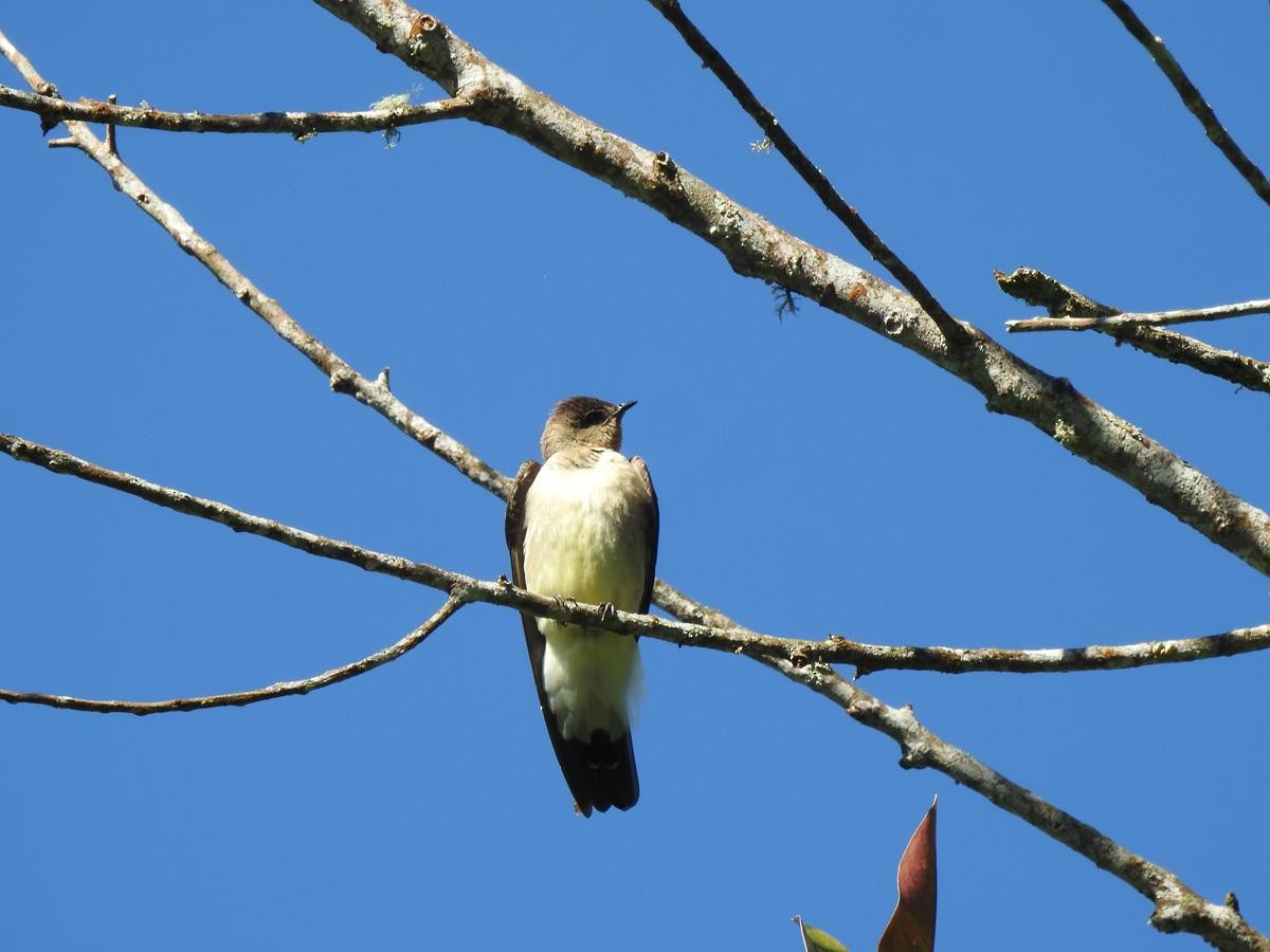 Southern Rough-winged Swallow - ML633627611