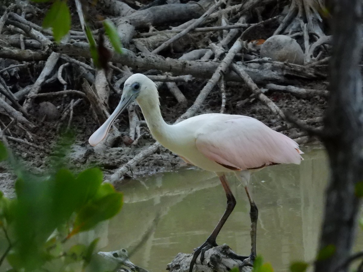 Roseate Spoonbill - ML633627895