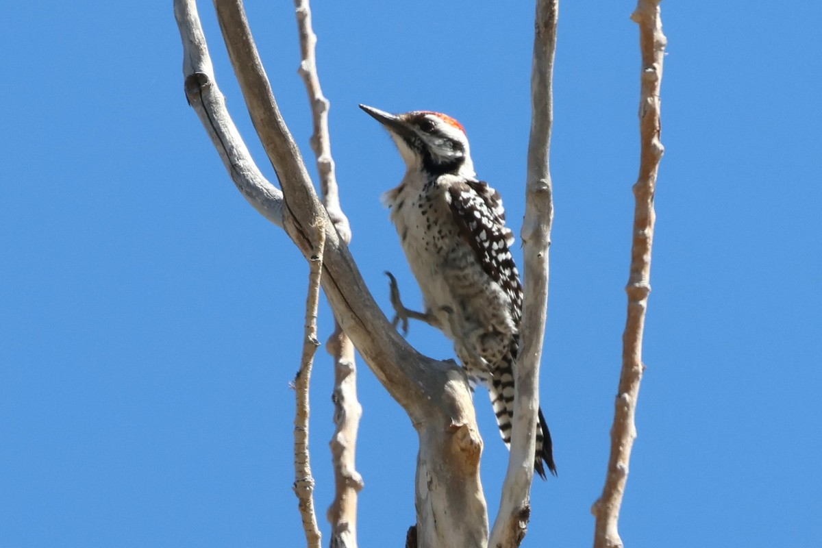 Ladder-backed Woodpecker - ML633627908
