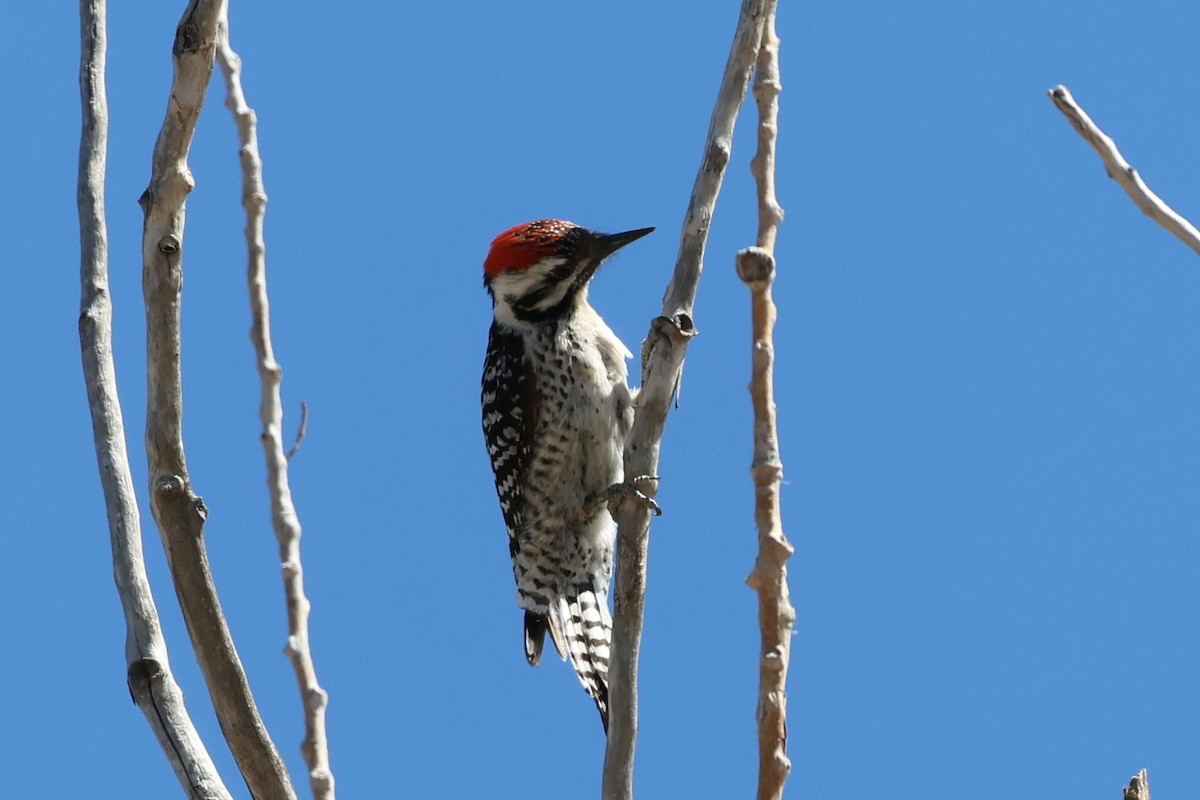 Ladder-backed Woodpecker - ML633627909