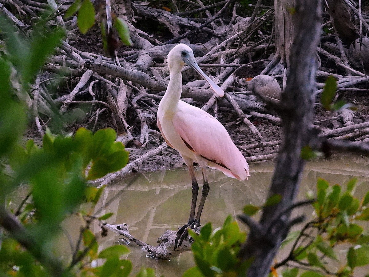 Roseate Spoonbill - ML633627917