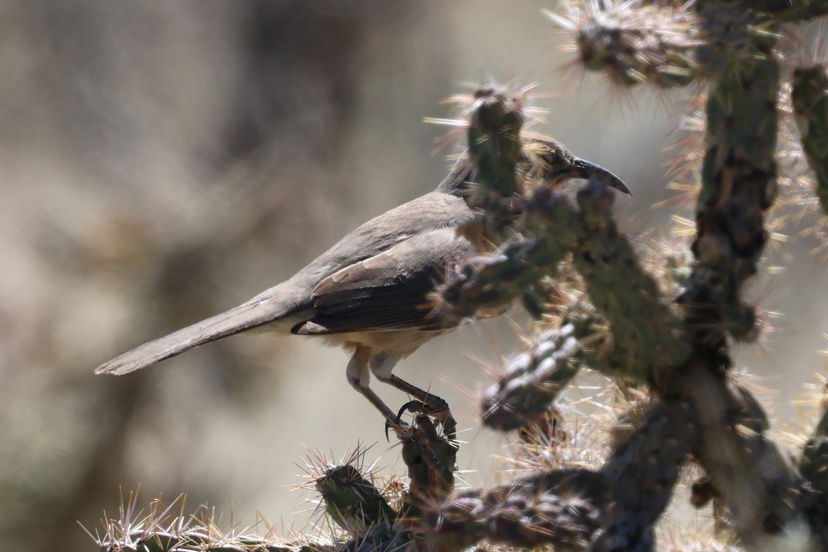 Curve-billed Thrasher - ML633627919