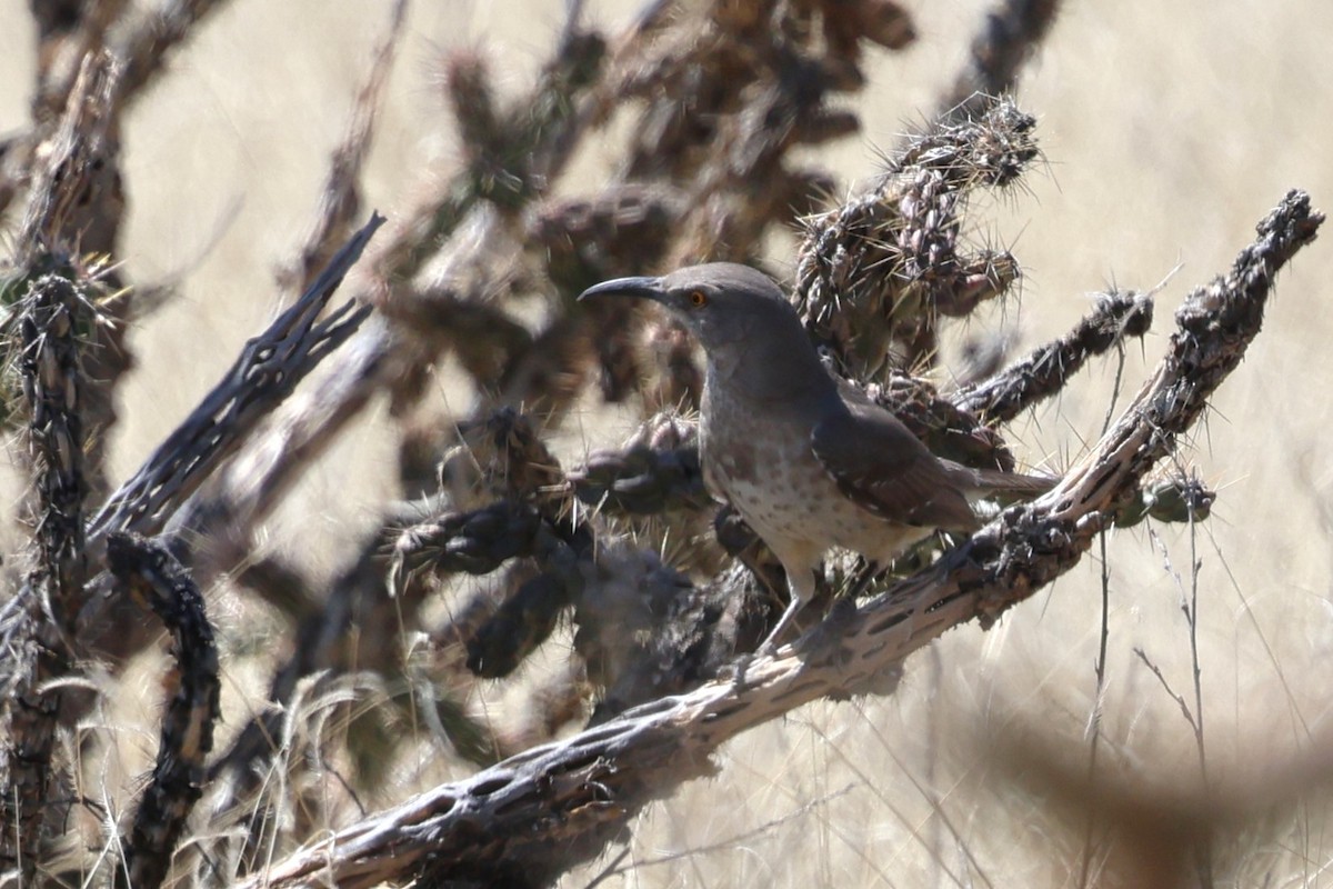 Curve-billed Thrasher - ML633627921