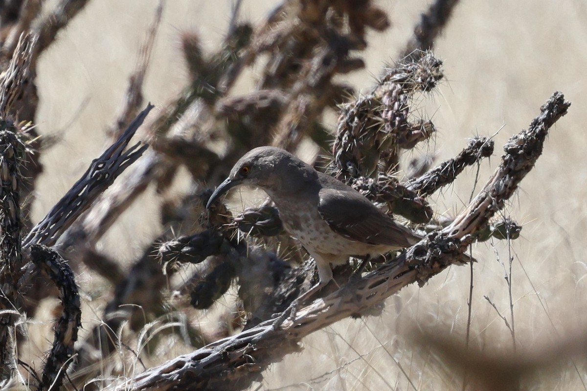 Curve-billed Thrasher - ML633627922